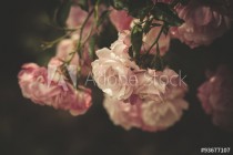 gentle roses Naklejkomania - zdjecie 1 - miniatura