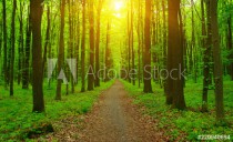 Forest  and sun rays Naklejkomania - zdjecie 1 - miniatura