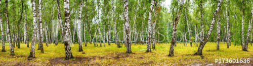 Birch grove on a sunny summer day, landscape banner, huge panorama