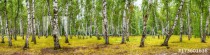 Birch grove on a sunny summer day, landscape banner, huge panorama Naklejkomania - zdjecie 1 - miniatura