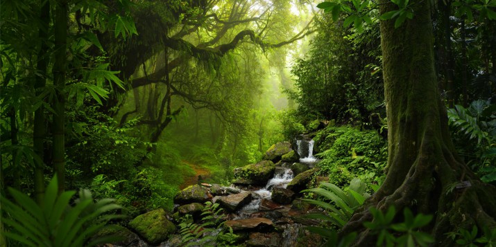 Fototapety Fototapeta na ścianę 9968 zaczarowany las - zdjęcie 2