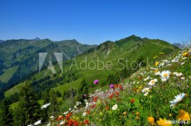 Blumenwiese und Berge in den Alpen, Österreich Naklejkomania - zdjecie 1 - miniatura