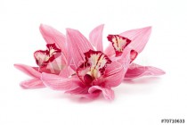Cymbidium orchids Naklejkomania - zdjecie 1 - miniatura