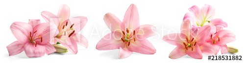 Set with beautiful lilies on white background