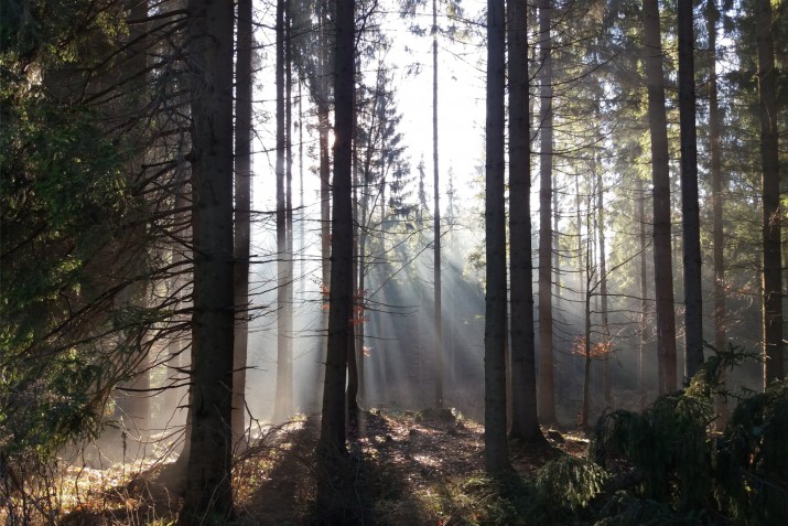 Fototapeta na ścianę tapeta na fizelinie do sypialni, las, słońce 10079 - zdjęcie 2