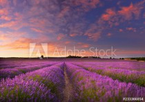 Lavender field at dawn Naklejkomania - zdjecie 1 - miniatura