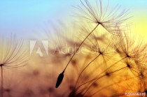 Spring dandelion in the light of setting sun, zen background Naklejkomania - zdjecie 1 - miniatura