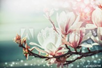 Amazing magnolia blossom with bokeh light, springtime nature background, floral border, front view, outdoor nature in garden or park. Floral border Naklejkomania - zdjecie 1 - miniatura