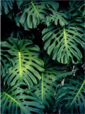 Plakat Tropikalne rośliny, monstera 61137 Naklejkomania - zdjecie 2 - miniatura