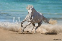 Beautiful horse run along the shore of the sea Naklejkomania - zdjecie 1 - miniatura