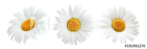 Daisy flower isolated on white background as package design element - zdjęcie 1