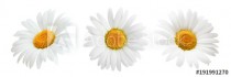 Daisy flower isolated on white background as package design element Naklejkomania - zdjecie 1 - miniatura
