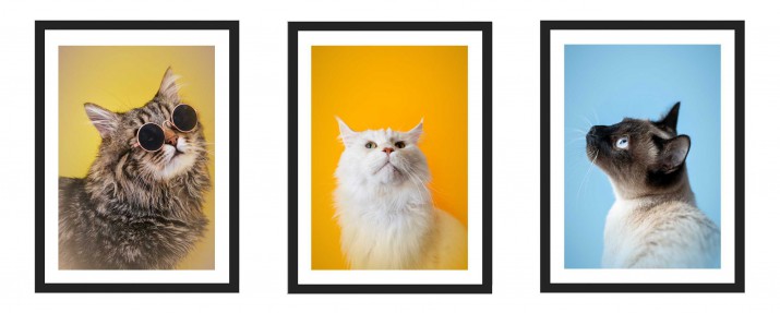 Zestaw trzech plakatów plakaty na ścianę w ramie zabawne kotki KD041