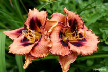 Kwiat - Liliowiec - Macro Naklejkomania - zdjecie 1 - miniatura