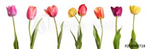 Flowers. Row of beautiful colorful tulips isolated on white background Naklejkomania - zdjecie 1 - miniatura