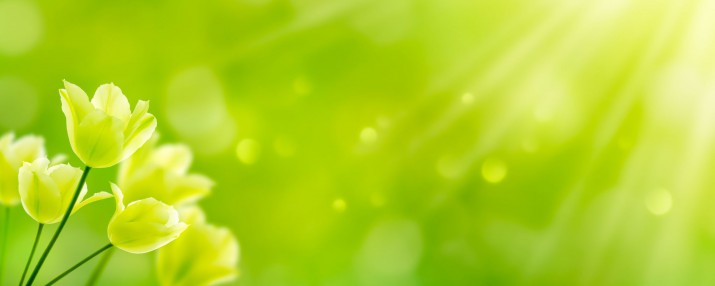 Panel szklany do kuchni  14606 kwiaty - zdjęcie 2