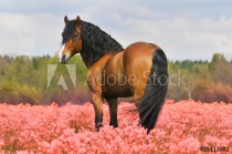 bay stallion on the pink field Naklejkomania - zdjecie 1 - miniatura
