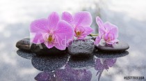 Three pink orchids and black stones close up. Naklejkomania - zdjecie 1 - miniatura