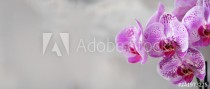 Violet orchid on grey concrete background. Banner with copy space. Spring, woman day concept Naklejkomania - zdjecie 1 - miniatura