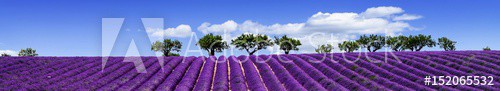 LAVENDER IN SOUTH OF FRANCE - zdjęcie 1