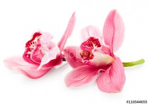 Orchid flowers Naklejkomania - zdjecie 1 - miniatura