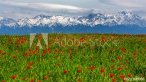 Wunderful poppy field in late may Naklejkomania - zdjecie 1 - miniatura