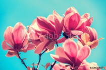 Blossoming magnolia flowers. Springtime. Naklejkomania - zdjecie 1 - miniatura