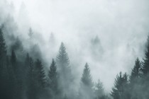 Maty magnetyczne okleiny na zmywarkę las mgła 16074 Naklejkomania - zdjecie 2 - miniatura