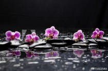 still life with black stone and five orchid Naklejkomania - zdjecie 1 - miniatura