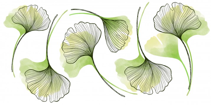 Naklejki ścienne  liście monstera 41226 - zdjęcie 2
