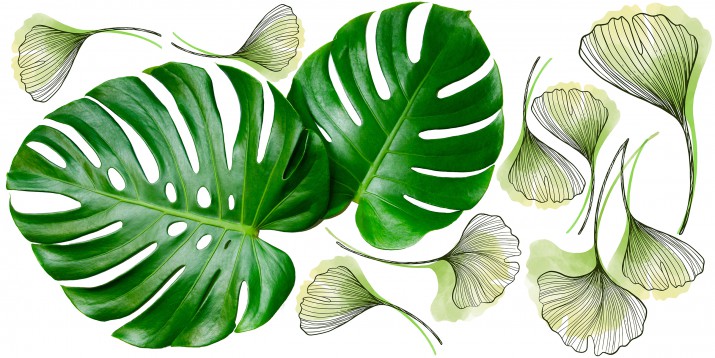 Naklejki ścienne  liście monstera 41225 - zdjęcie 2