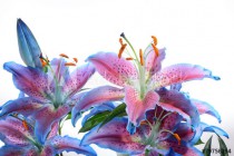 Lilium, Lily, Lilies, Lilium candidum Naklejkomania - zdjecie 1 - miniatura