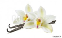 Double vanilla flower pods isolated on white Naklejkomania - zdjecie 1 - miniatura