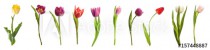 Different kinds of tulips on white background Naklejkomania - zdjecie 1 - miniatura