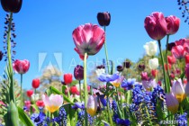Blumenwiese im Frühling Naklejkomania - zdjecie 1 - miniatura