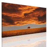 Obraz na ramie płótno canvas- pejzaż, zachód słońca, łąka 15069 Naklejkomania - zdjecie 1 - miniatura