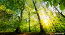 Sonne scheint durch grüne Laubbäume im Wald Naklejkomania - zdjecie 1 - miniatura
