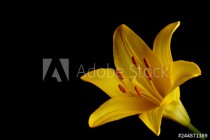 Yellow Lily flower on Black Background Naklejkomania - zdjecie 1 - miniatura