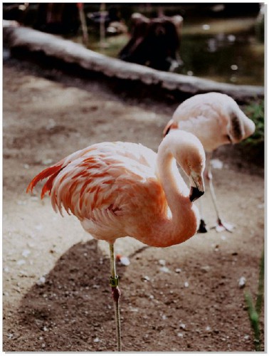 Plakat Para flamingów 61044 Naklejkomania - zdjecie 1