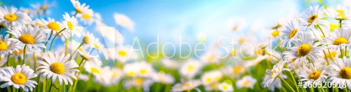Chamomile flower - zdjęcie 1
