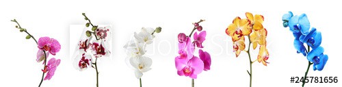 Set of beautiful colorful orchid phalaenopsis flowers on white background