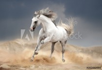 andalusian horse running in desert Naklejkomania - zdjecie 1 - miniatura