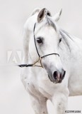 portrait of white arabian horse at grey background Naklejkomania - zdjecie 1 - miniatura