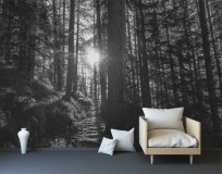 Fototapeta na ścianę tapeta na fizelinie do salonu las, słońce , czerń i biel 10082 Naklejkomania - zdjecie 1 - miniatura