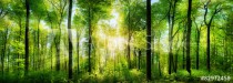 Wald Panorama mit Sonnenstrahlen Naklejkomania - zdjecie 1 - miniatura