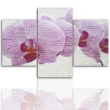 Tryptyk do salonu - Kwiaty, storczyki orchidea 12231 Naklejkomania - zdjecie 1 - miniatura