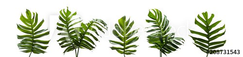 Monstera miltiple, Tropical leaves set isolated on white background, Green leaves of Philodendron, rainforest plant.