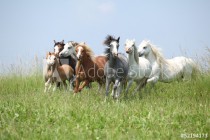 Batch of welsh ponnies running together on pasturage Naklejkomania - zdjecie 1 - miniatura