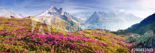 Alpine rhododendrons on the mountain fields of Chamonix