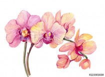 Branch pink Orchid. Watercolor hand painting. Isolated flower on white background Naklejkomania - zdjecie 1 - miniatura